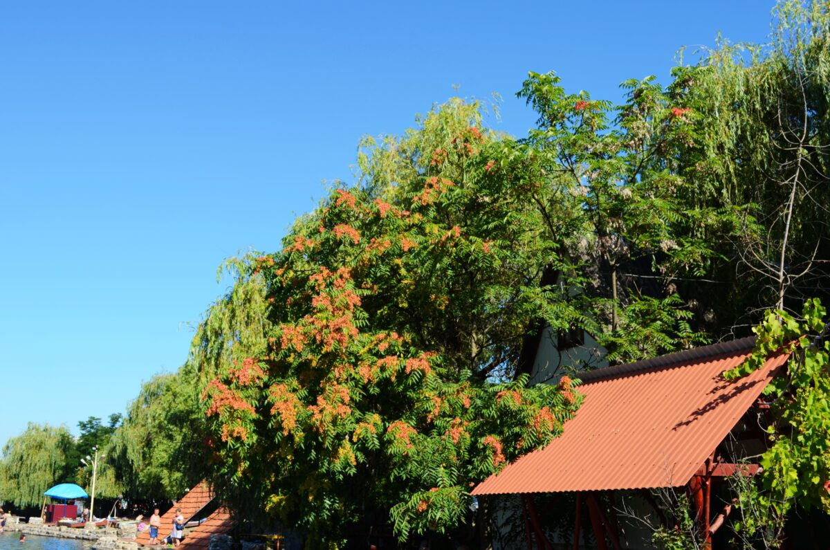 Ailanthus altissima