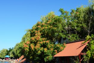 Ailanthus altissima