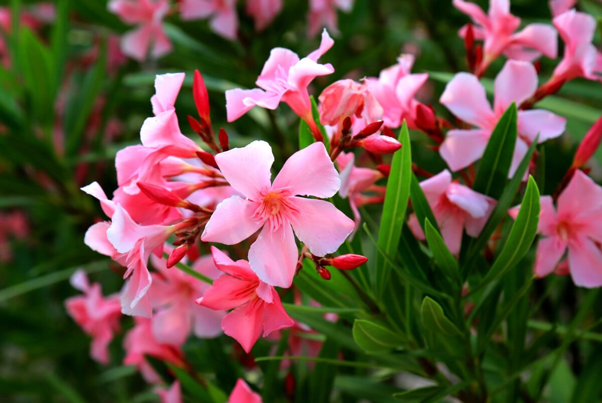 oleander