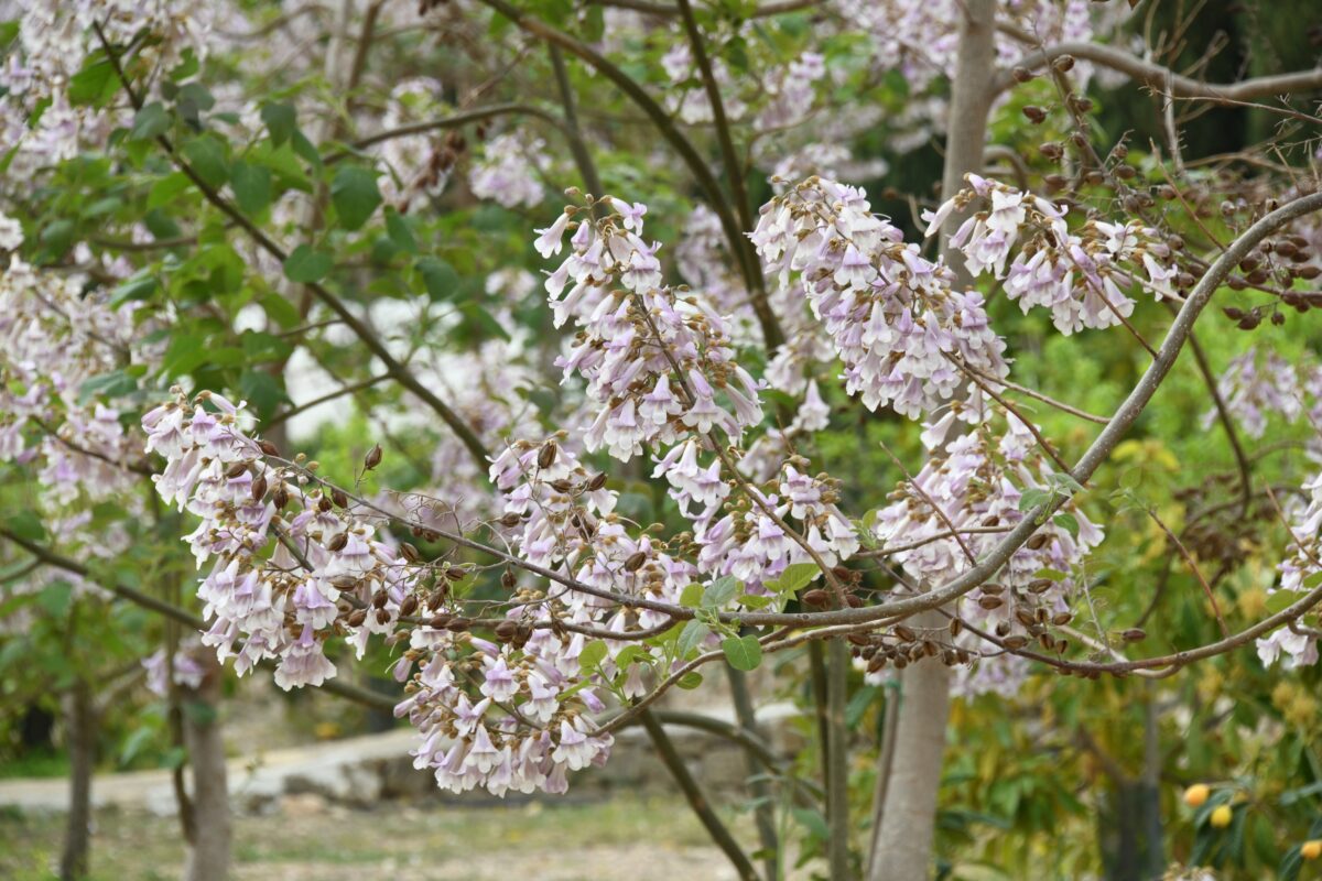 Paulownia