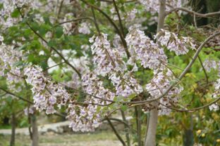 Paulownia