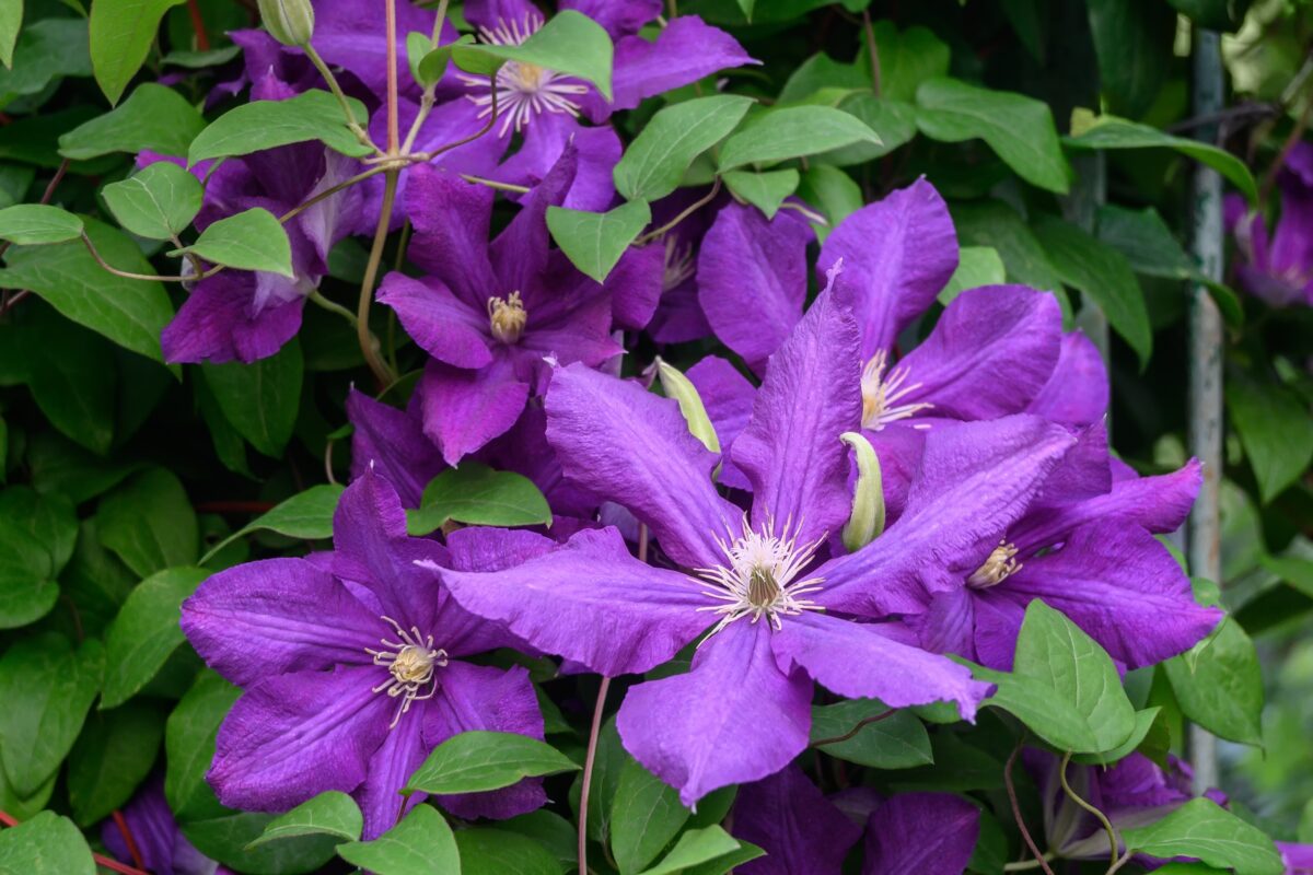 Klematis