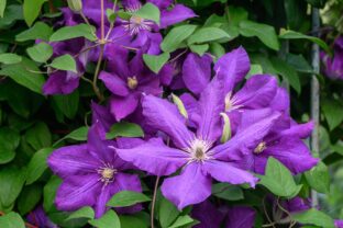 Klematis