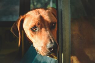 Rhodésky ridgeback