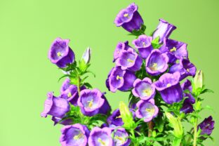 Campanula medium
