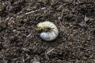 Chrúst larva