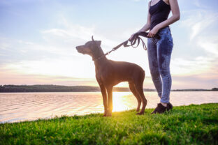 Doberman
