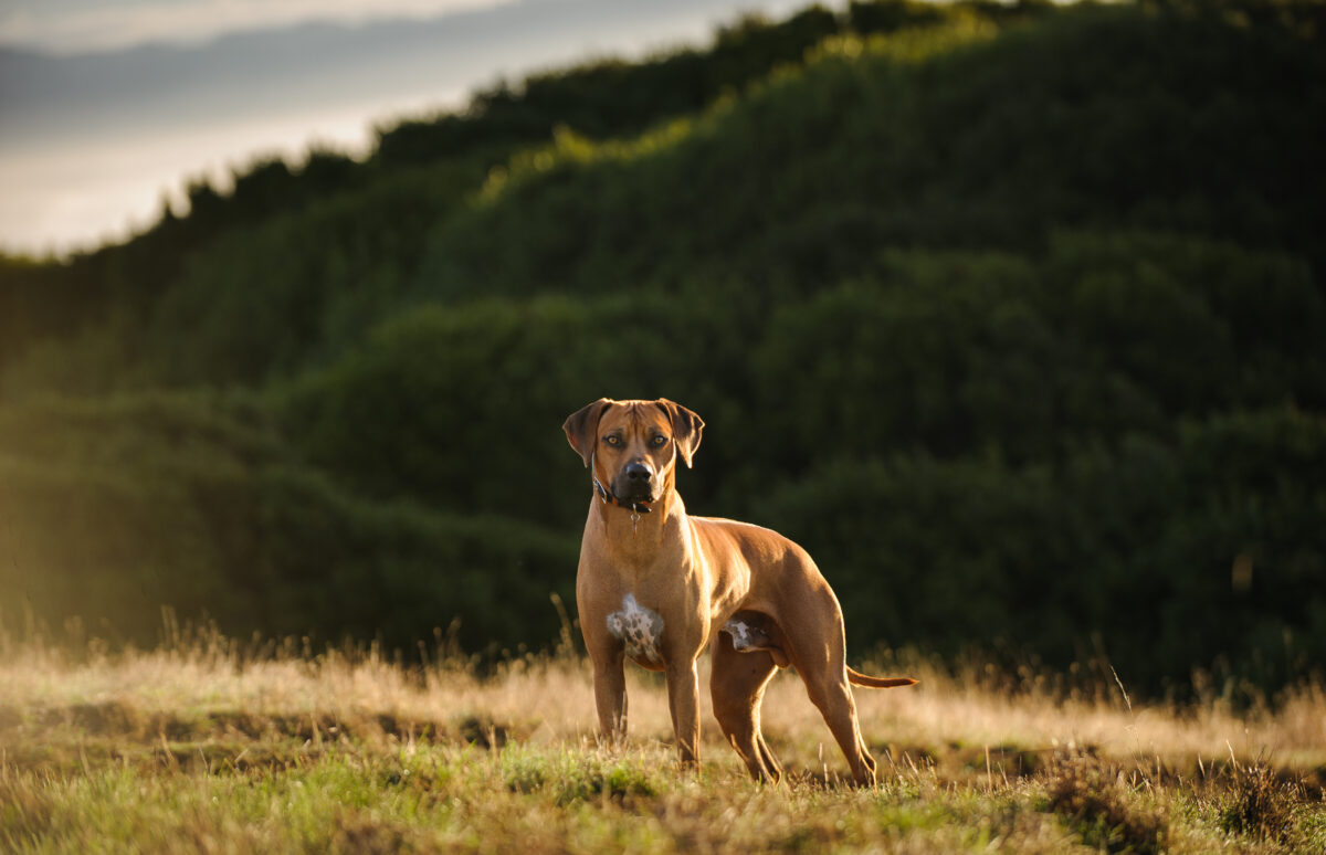 Rhodésky ridgeback