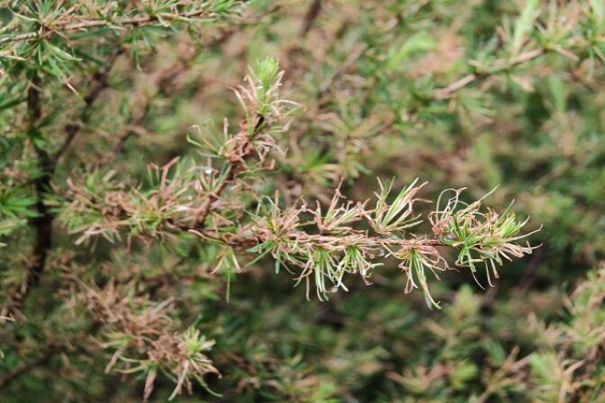 Smrekovec, vošky, My sme les