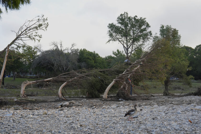 stromy záplavy vták