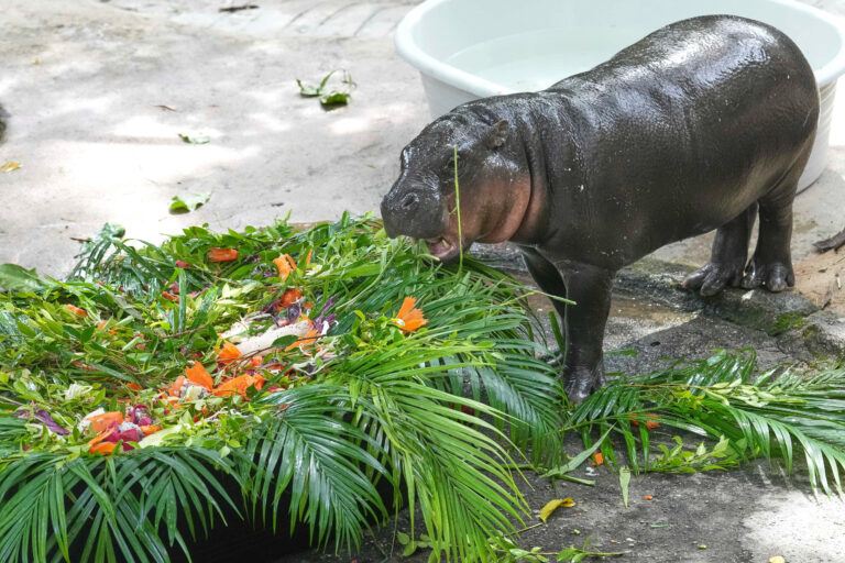 hroch mláďa ovocie palmy jedlo