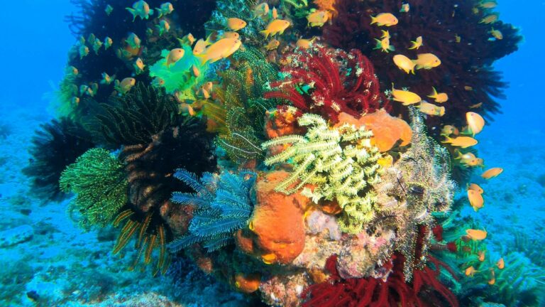 Potápanie, Podmorský život