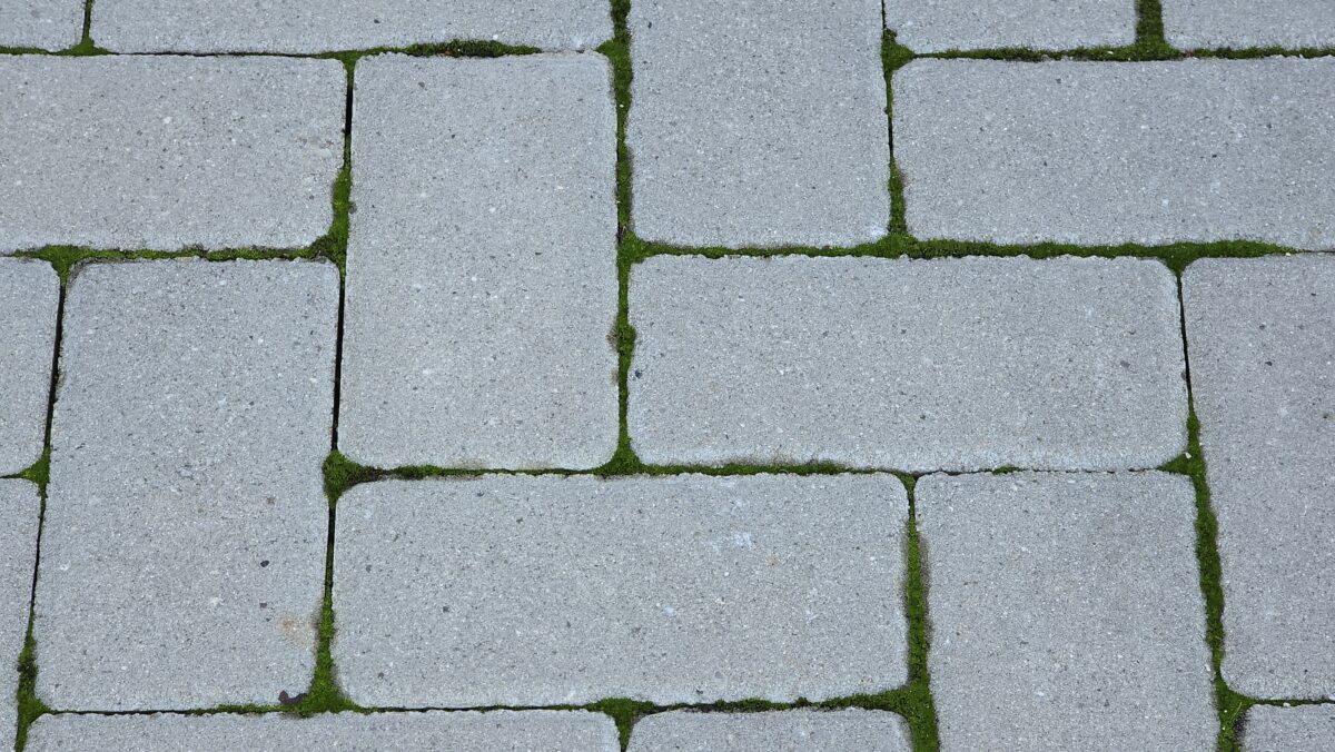 Mach na chodníku