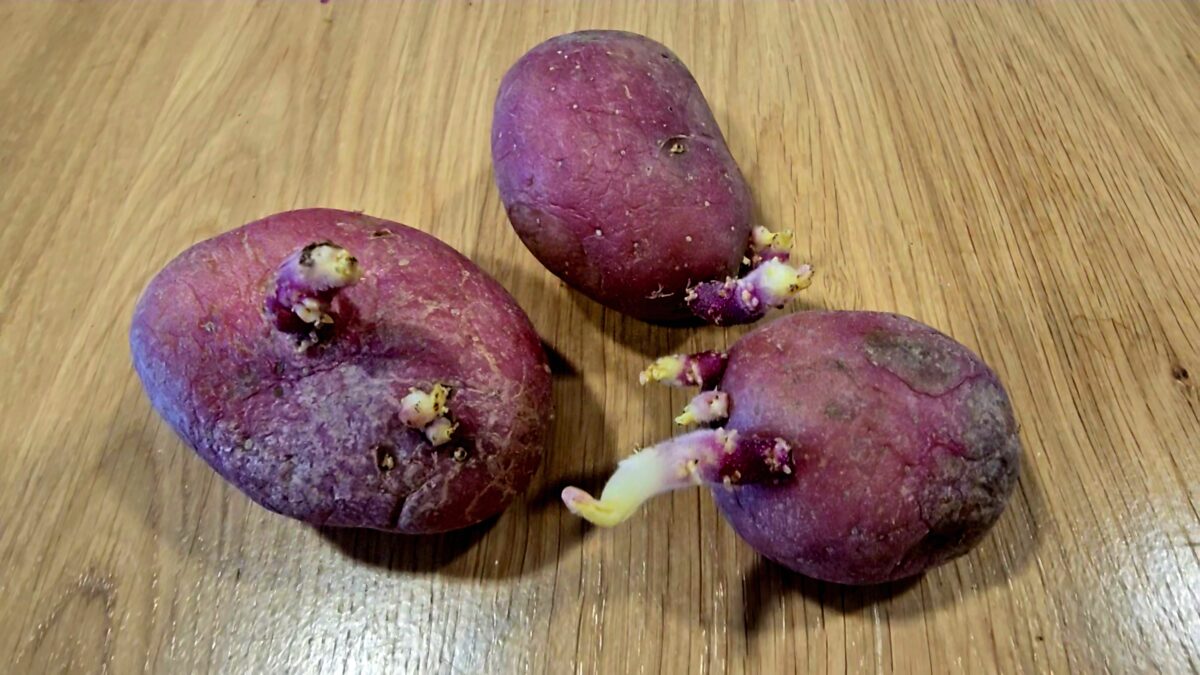 Zemiaky vám už nikdy nevyklíčia