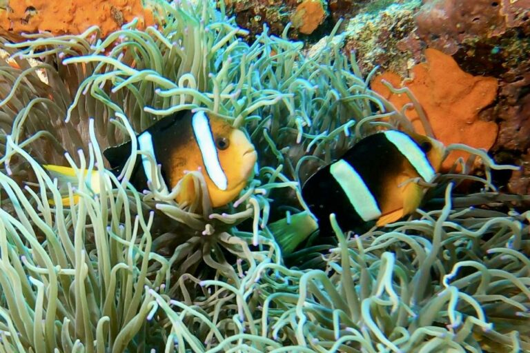 Potápanie, Podmorský život