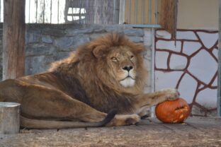 Lev, zoo