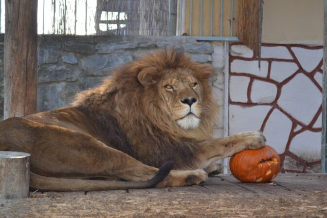 Lev, zoo