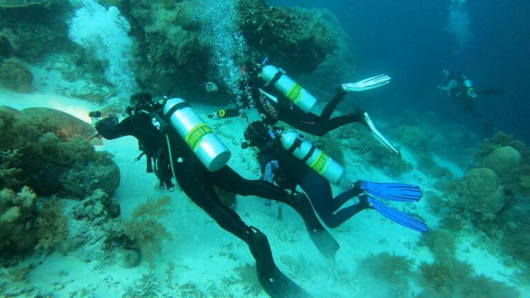 Potápanie, Podmorský život