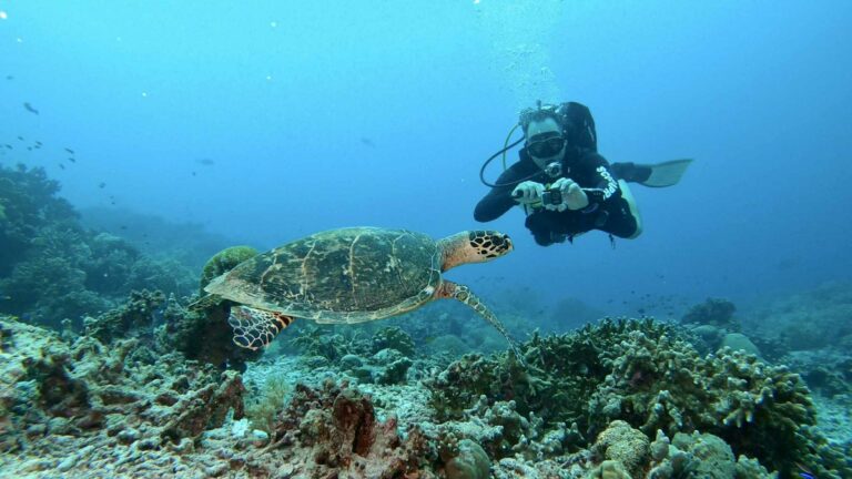 Potápanie, Podmorský život