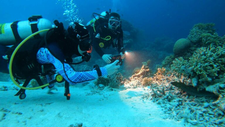 Potápanie, Podmorský život