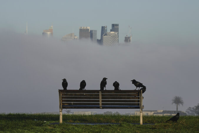 vtáky lavička hmla mesto mrakodrapy
