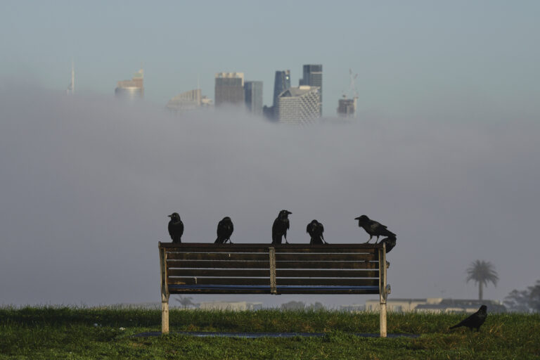 vtáky lavička hmla mesto mrakodrapy