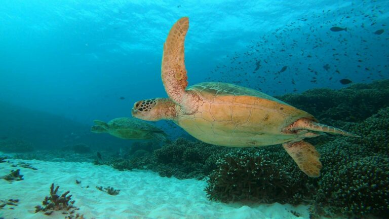 Potápanie, Podmorský život