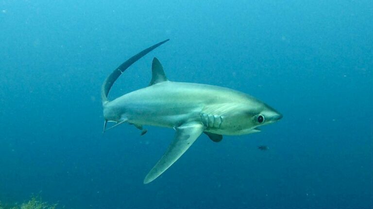 Potápanie, Podmorský život