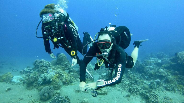 Potápanie, Podmorský život