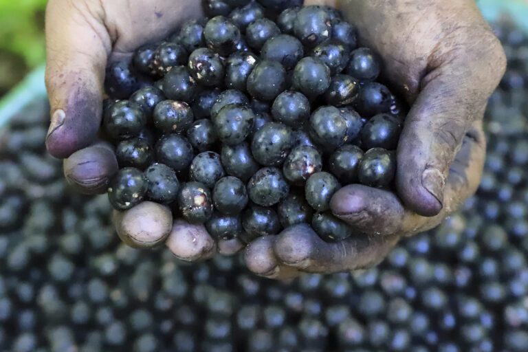 acai bobule ruky