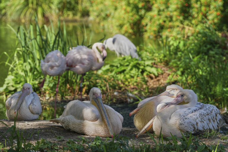 pelikán plameniak zoo
