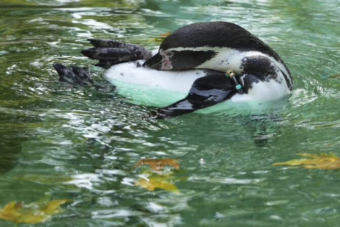 tučniak zoo voda