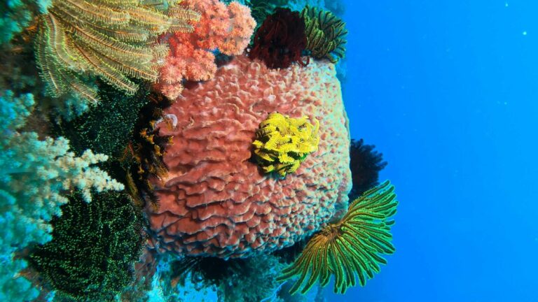 Potápanie, Podmorský život