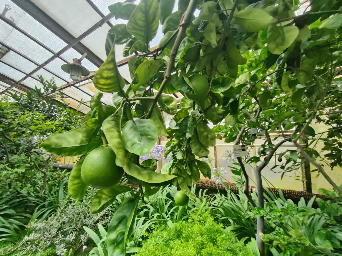 Botanická záhrada, Košice