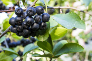 aronia