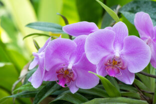 orchidea