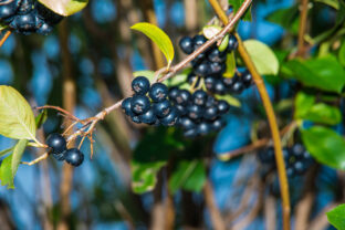 aronia
