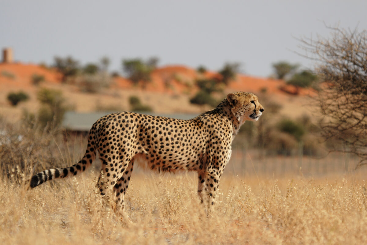 gepard