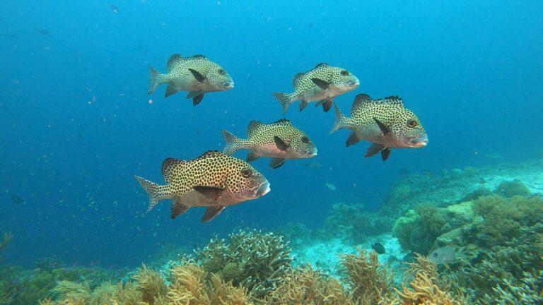 Potápanie, Podmorský život
