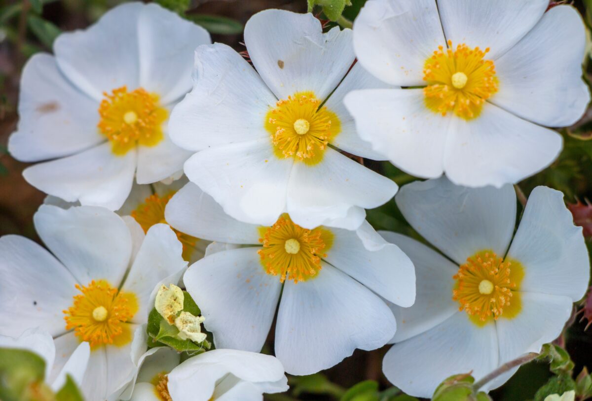 cistus
