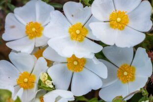 cistus