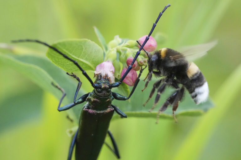 čmeliak chrobák kvet nektár