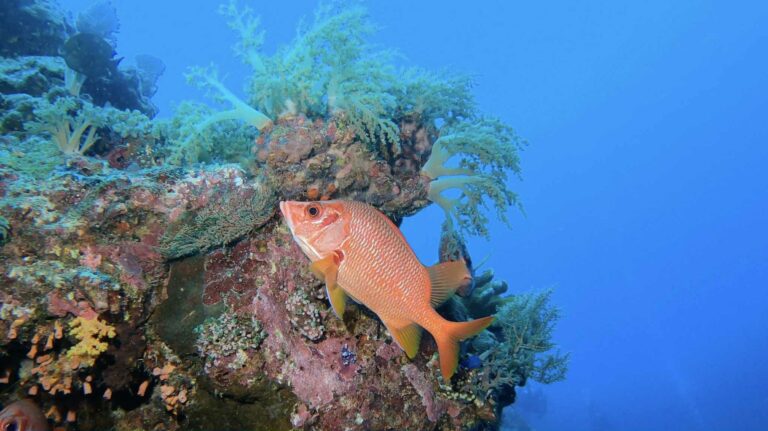 Potápanie, Podmorský život