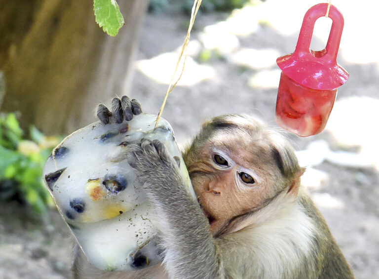 Cejlónska opica zoo