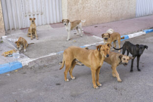 Homeless animals are a global problem.