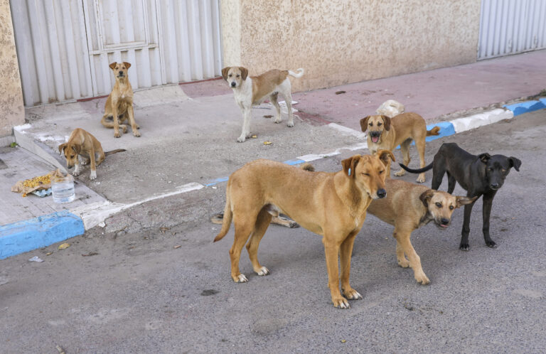 Homeless animals are a global problem.