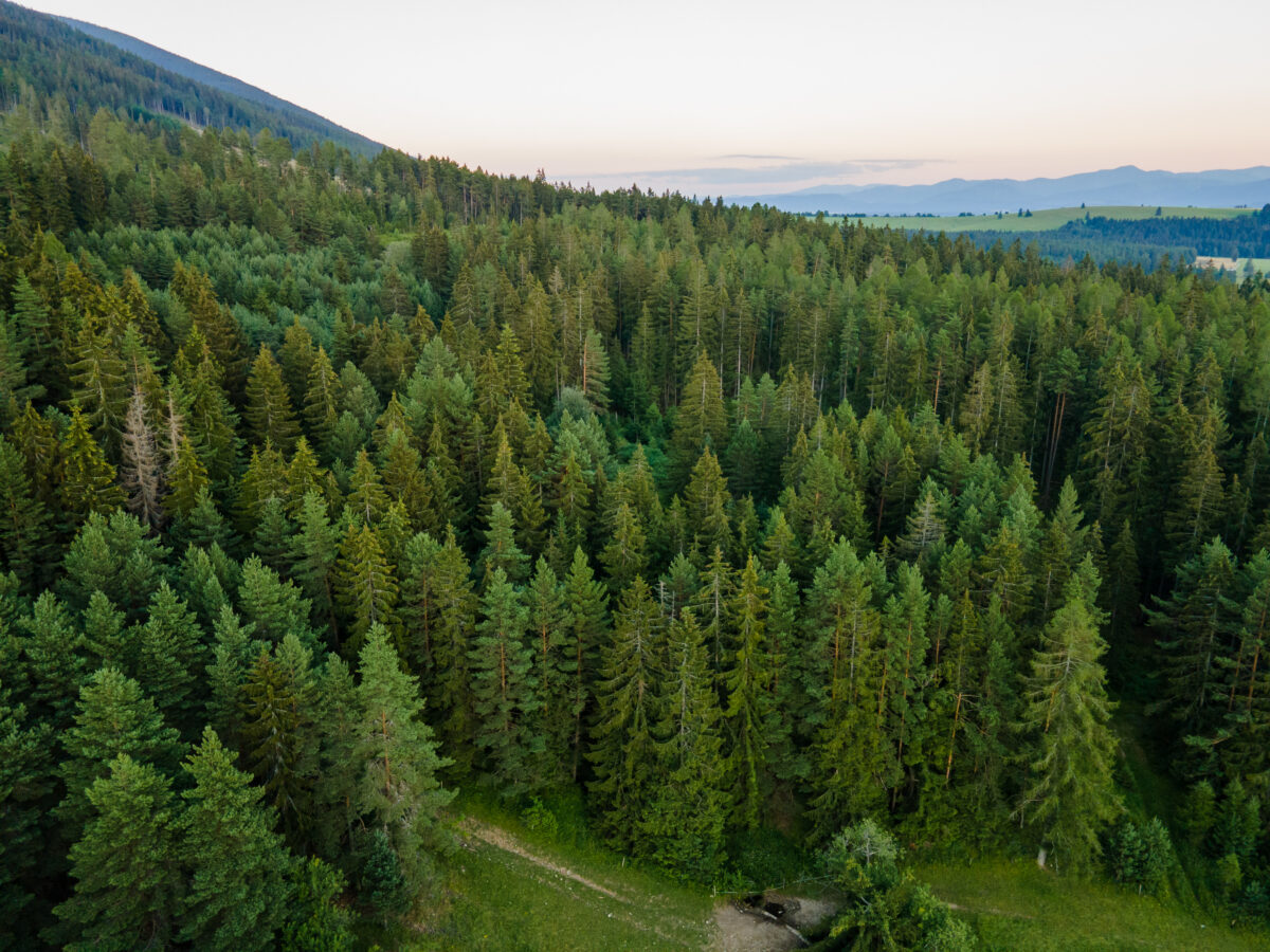 Aerial top view forest coniferous tree. Rainforest ecosystem