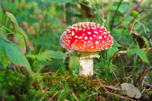 Fly agaric,  Amanita Muscaria in forest