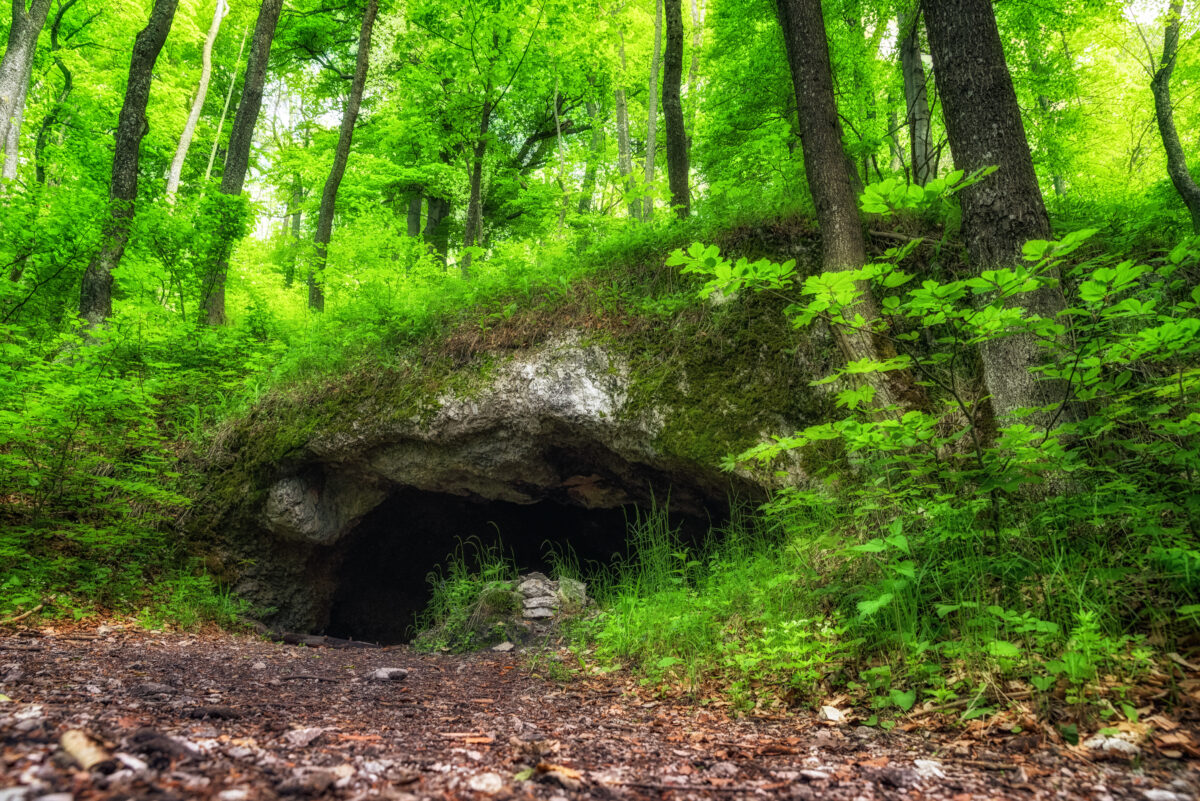 Small cave in forest
