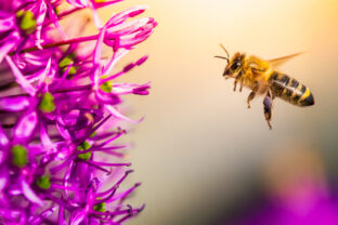 A bee is actively flying towards a beautiful purple flower